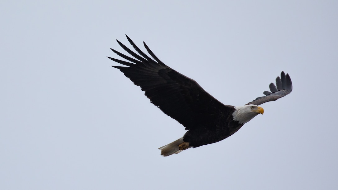A bald eagle flying