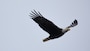 A bald eagle flying