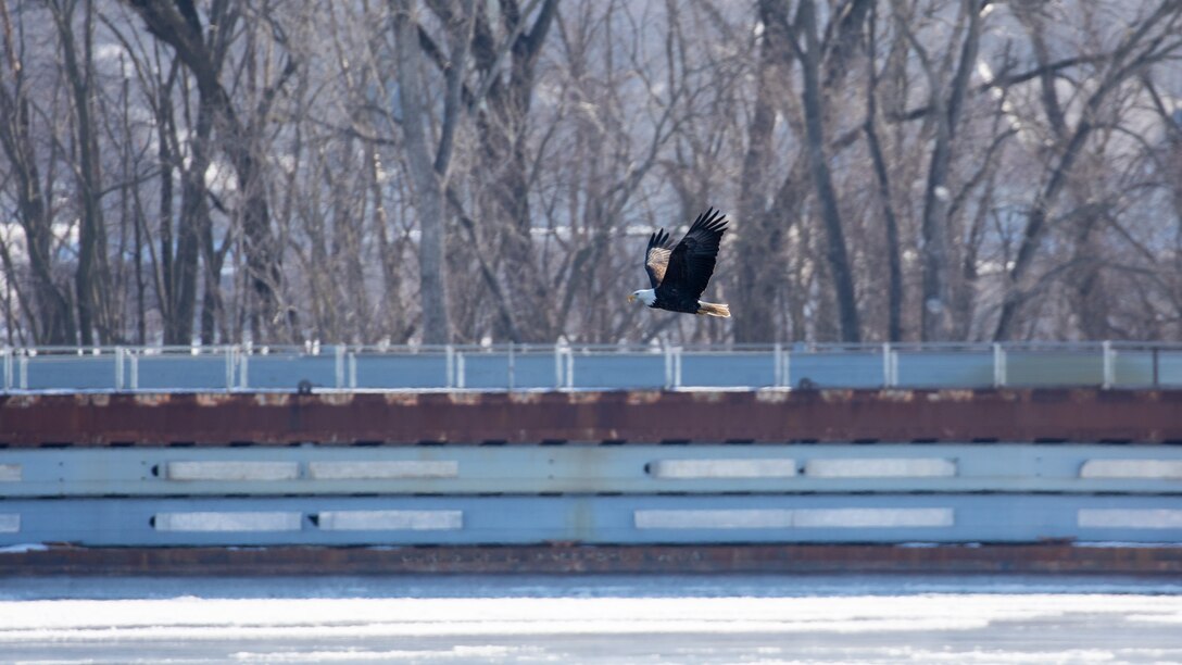 Eagle flying near lock wall at Locks and Dam 15