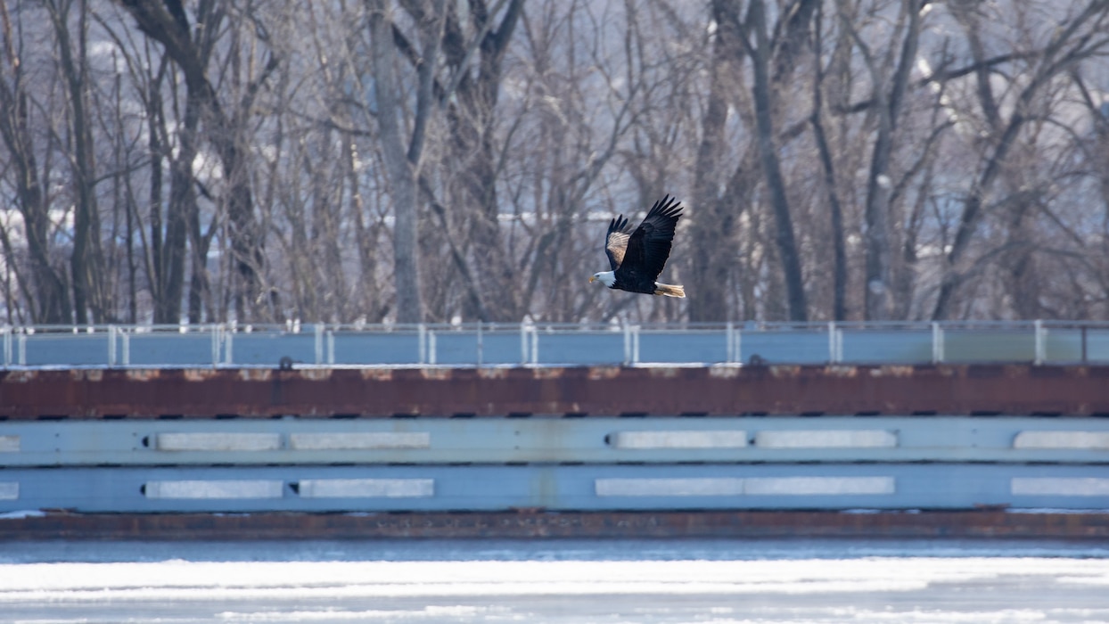 Eagle flying near lock wall at Locks and Dam 15