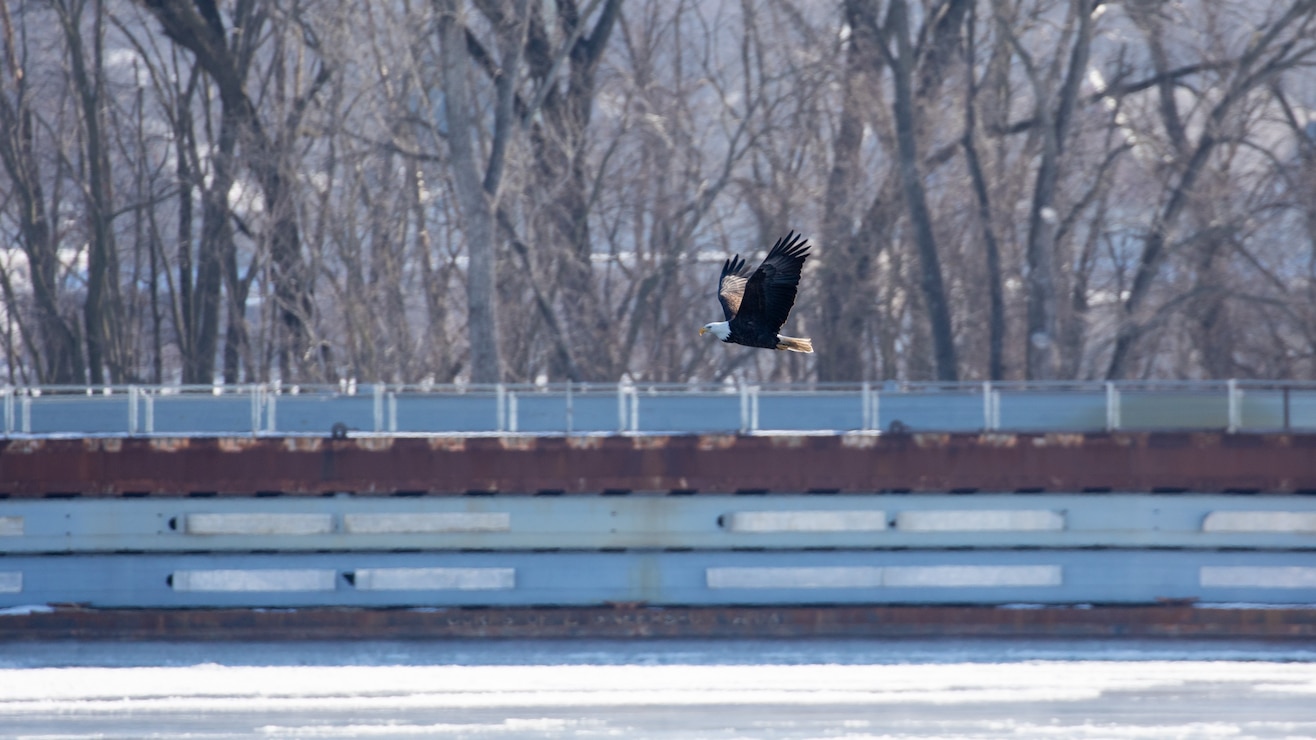 Eagle flying near lock wall at Locks and Dam 15