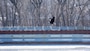 Eagle flying near lock wall at Locks and Dam 15