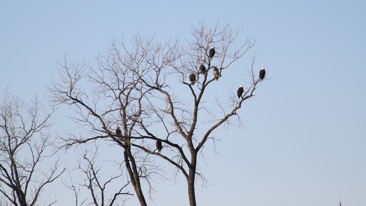 Eagles in tree near Lock and Dam 15