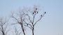 Eagles in tree near Lock and Dam 15