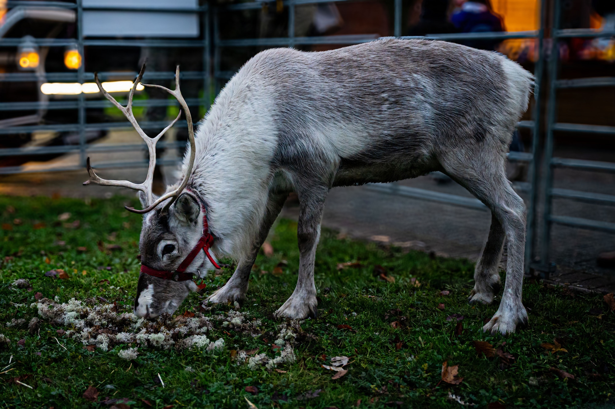 Sven the reindeer eats food during the Holiday Tree Lighting Ceremony at RAF Mildenhall, England, Dec. 5, 2025.