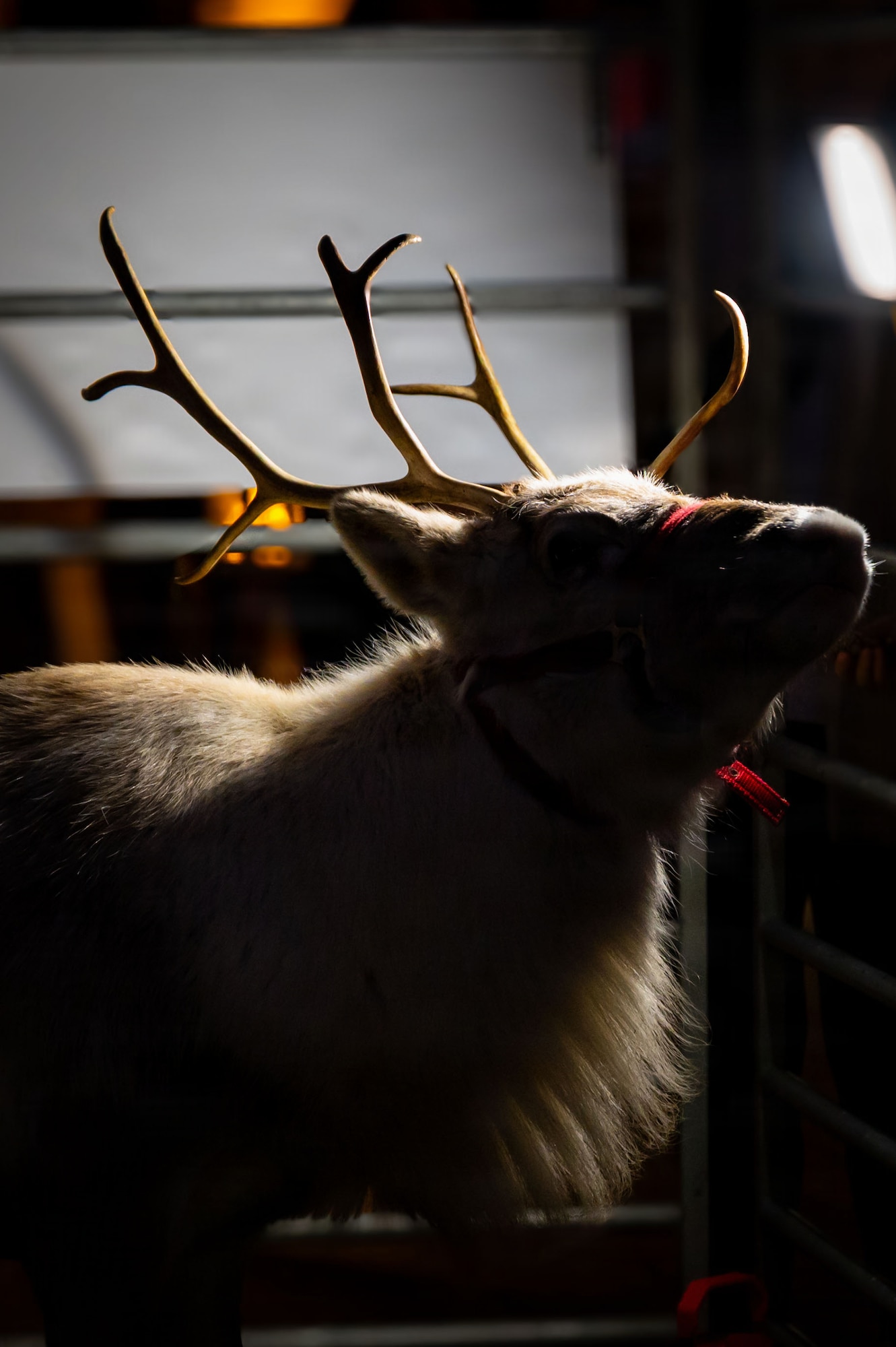 A child feeds Sven the reindeer during the Holiday Tree Lighting Ceremony at RAF Mildenhall, England, Dec. 5, 2025.