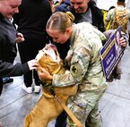 Doug, an Old English Bulldog, greets Illinois Army National Guard Spc. Alexis Bauman, upon her return from deployment.