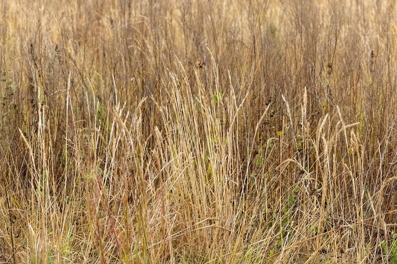 Brown tallgrass.