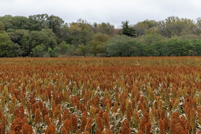 Reddish brown vegetation in the foreground with green trees and grey sky in the background.