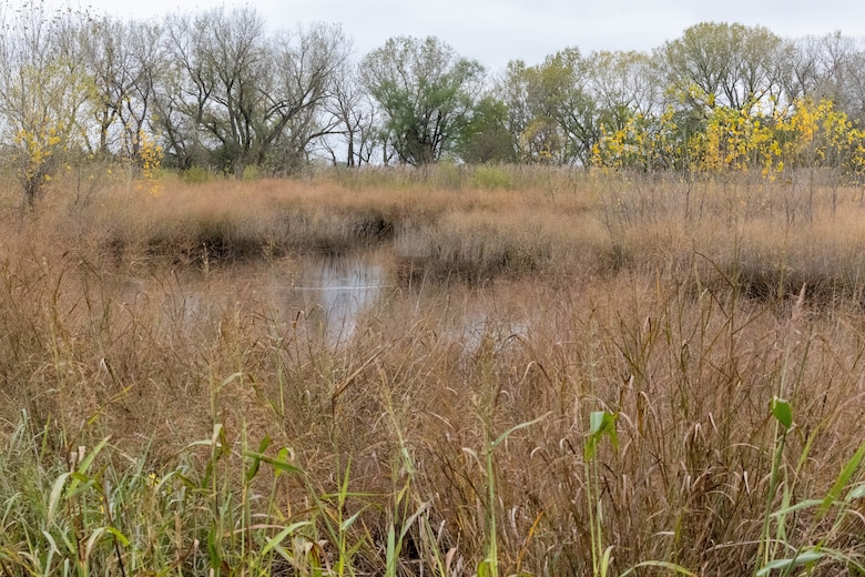 Brown vegetation surrounds a small body of water with green trees and grey sky in the background.