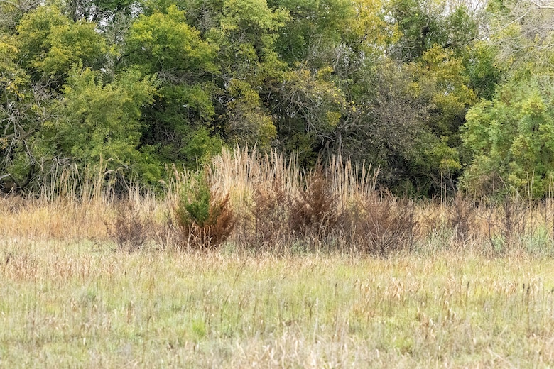Green and brown vegetation in the foreground and green trees in the background.