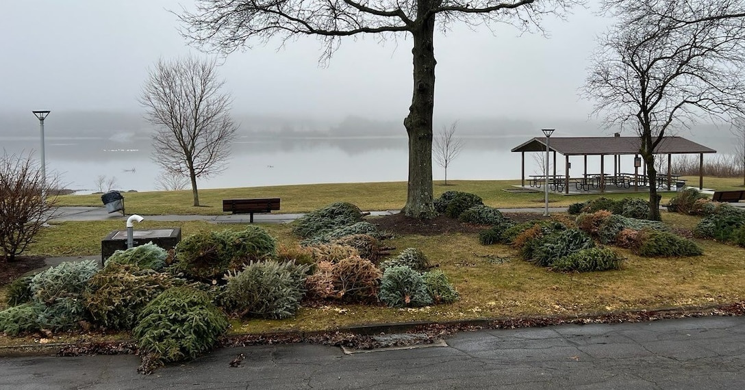 Cut down evergreen trees are placed on the shore of a lake during the winter.