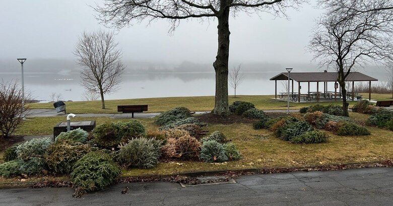 Cut down evergreen trees are placed on the shore of a lake during the winter.
