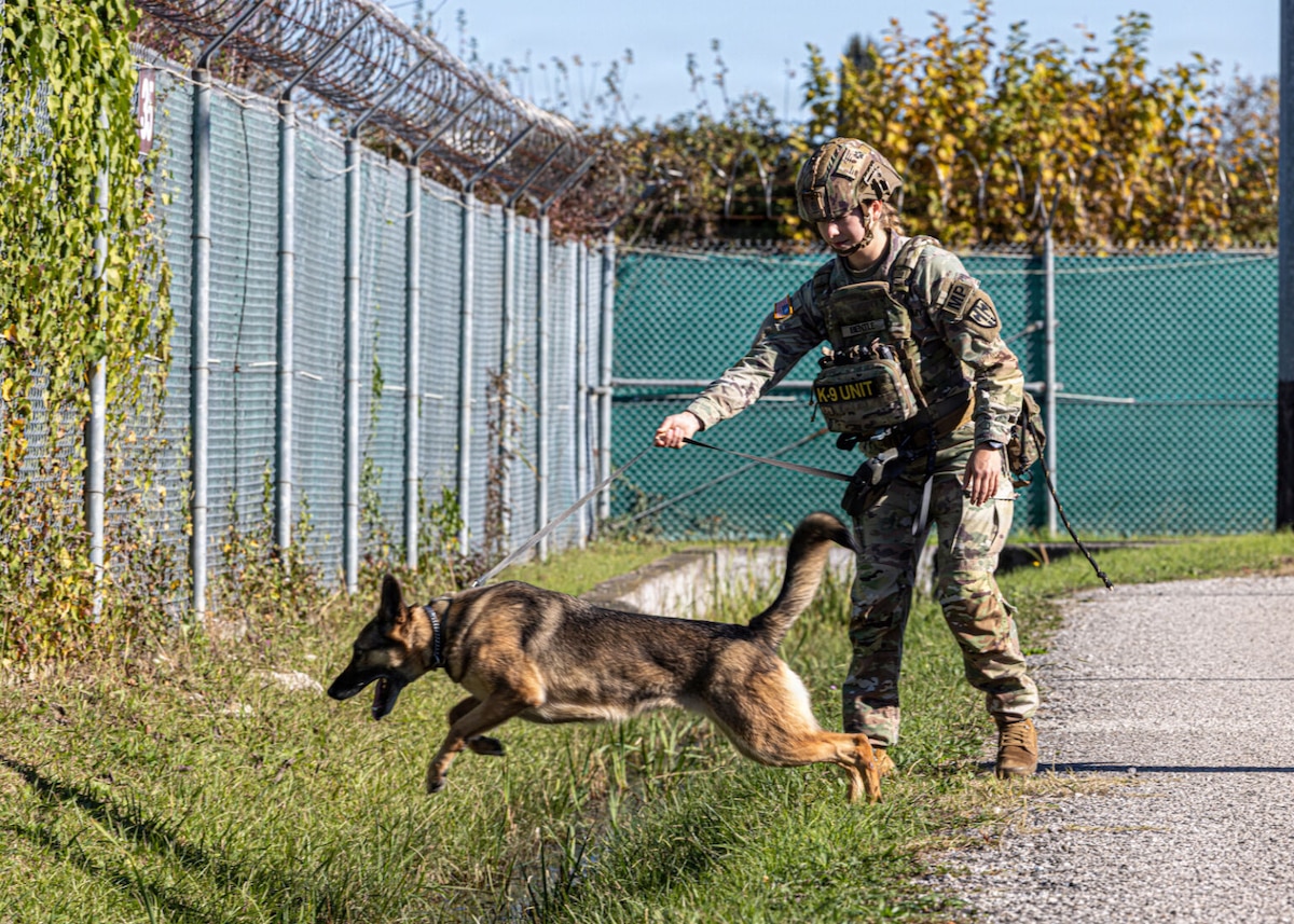 A soldier holds a dog by a leash as they search a grassy area.