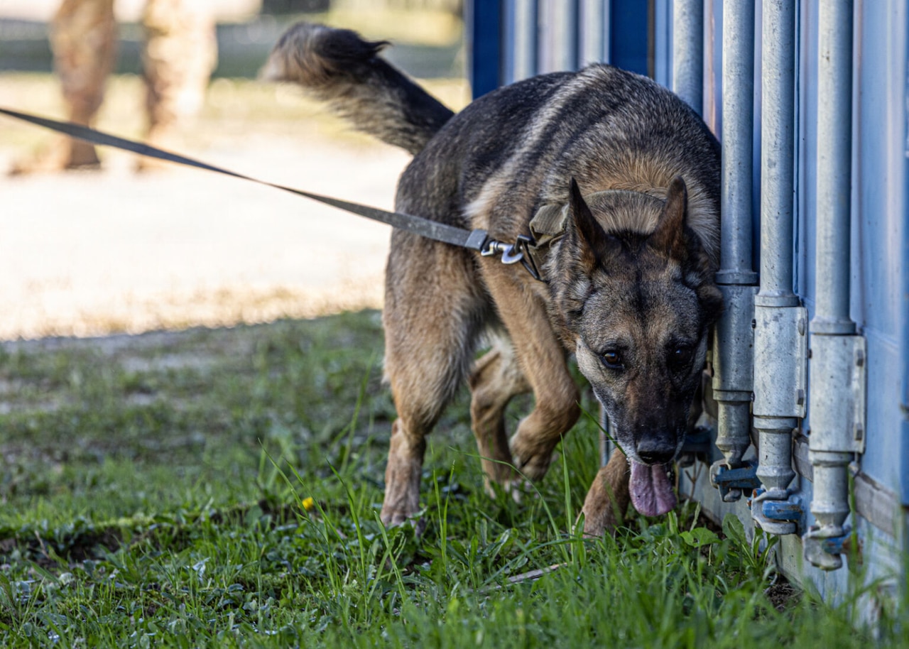 A dog sniffs the grass.