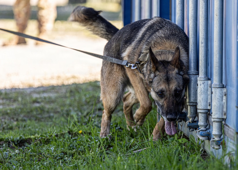 A dog sniffs the grass.
