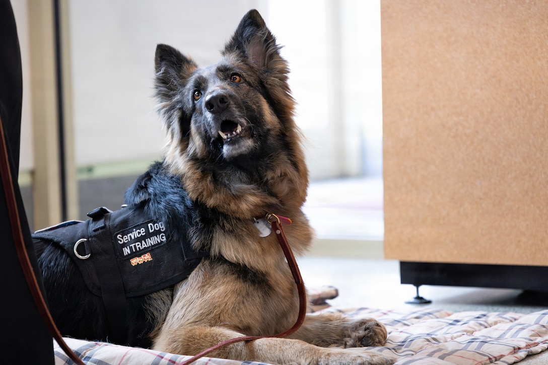 Storm, a crisis response dog, wears a Toys for Tots pin at a Toys for Tots charity event at the Pentagon, Washington, D.C., Dec. 9, 2025. Since 1947, the Marine Corps Reserve has spearheaded the Toys for Tots program nationwide to collect toys for less fortunate children during the holiday season. Presently, the program distributes 7 to 18 million toys to children annually. (U.S. Marine Corps photo by Lance Cpl. Van Hoang)