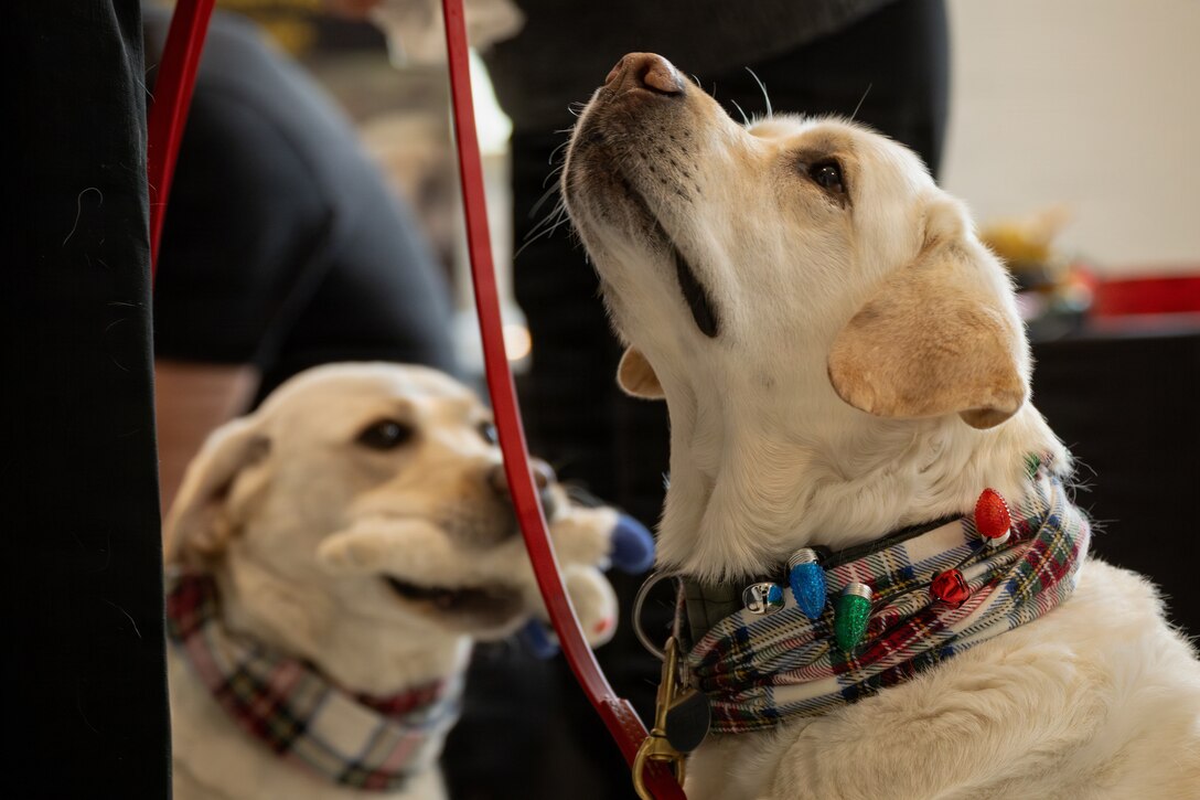 Cole, a crisis response dog, looks up at a handler during a Toys for Tots charity event at the Pentagon, Washington, D.C., Dec. 9, 2025. Since 1947, the Marine Corps Reserve has spearheaded the Toys for Tots program nationwide to collect toys for less fortunate children during the holiday season. Presently, the program distributes 7 to 18 million toys to children annually. (U.S. Marine Corps photo by Lance Cpl. Van Hoang)