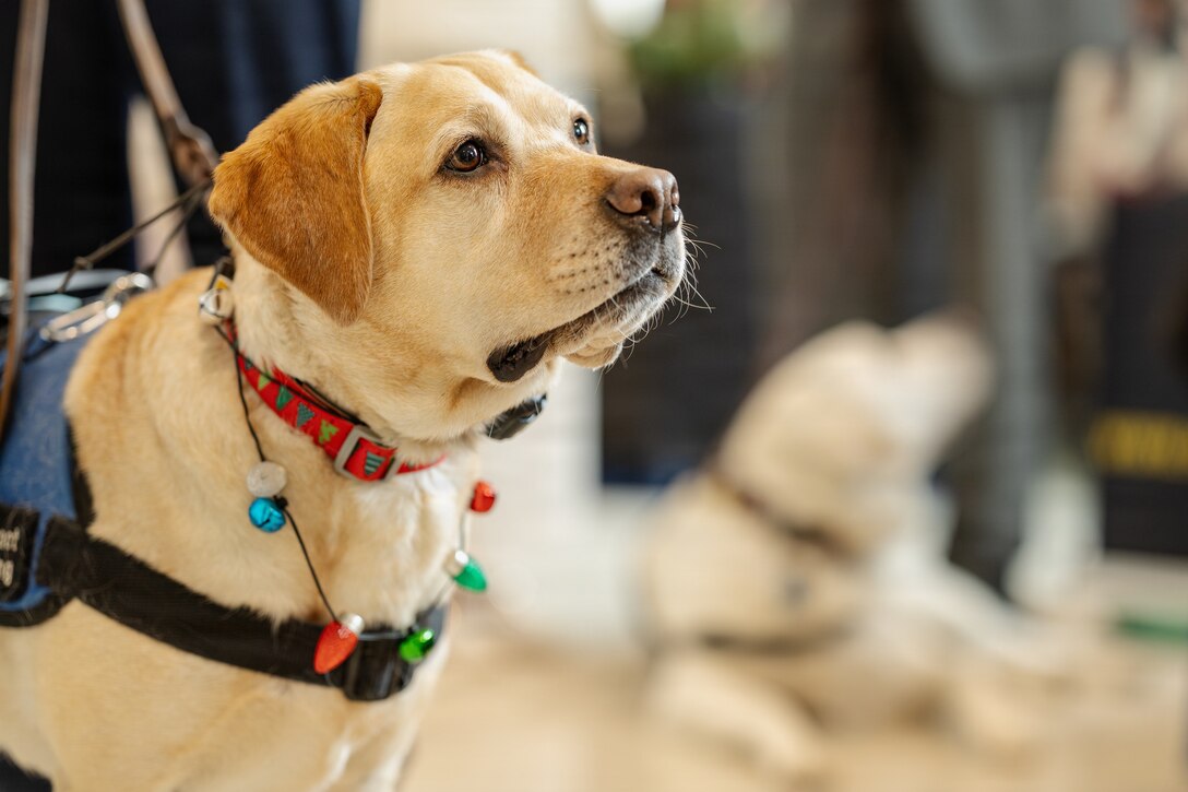 Pete, a crisis response dog, spreads holiday cheer during a Toys For Tots charity event at the Pentagon, Washington, D.C., Dec. 9, 2025. Since 1947, the Marine Corps Reserve has spearheaded the Toys for Tots program nationwide to collect toys for less fortunate children during the holiday season. Presently, the program distributes 7 to 18 million toys to children annually. (U.S. Marine Corps photo by Lance Cpl. Van Hoang)