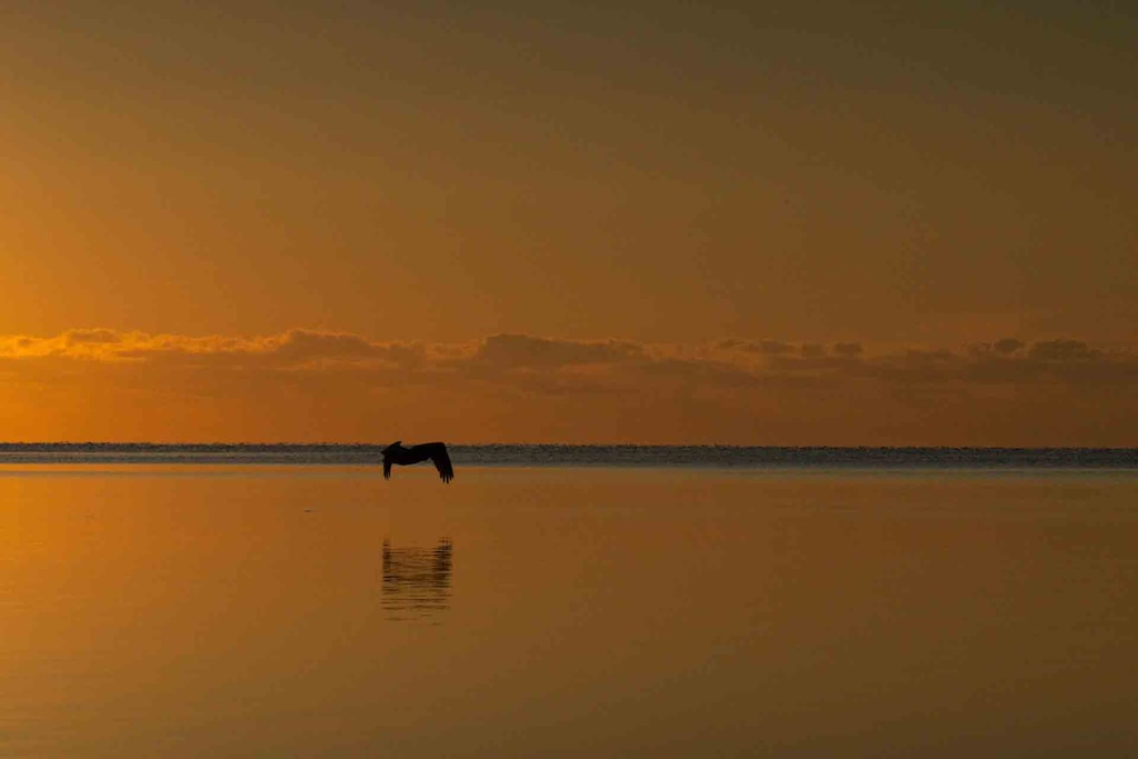 A pelican flies across the bay during sunrise- the sky is orange