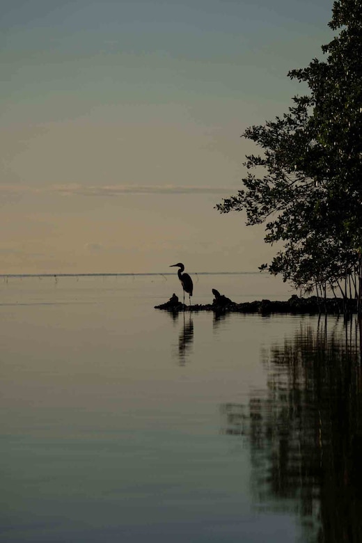 A silhouette of a Blue Heron on the rocs looking out towards the bay
