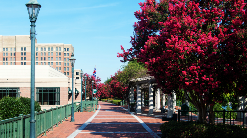 Walking path in a city and along the path are trees blooming red flowers and buildings in the background