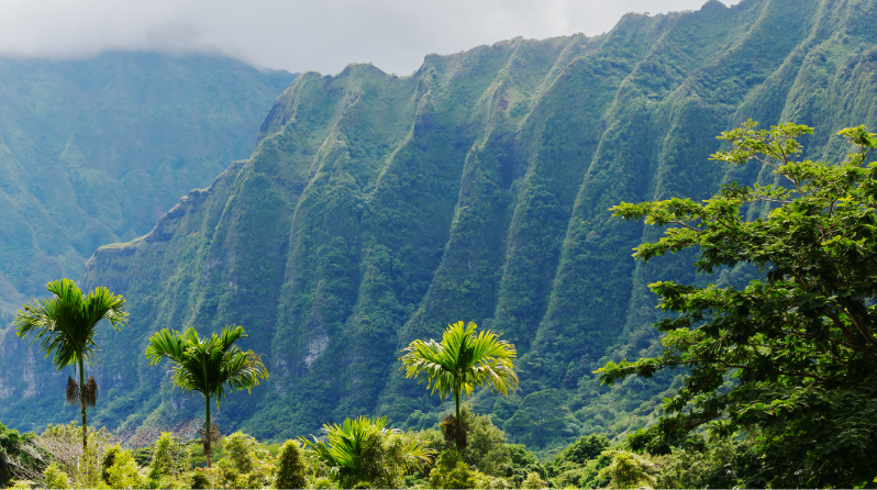 Island landscape covered in trees and with high cliffs in the background