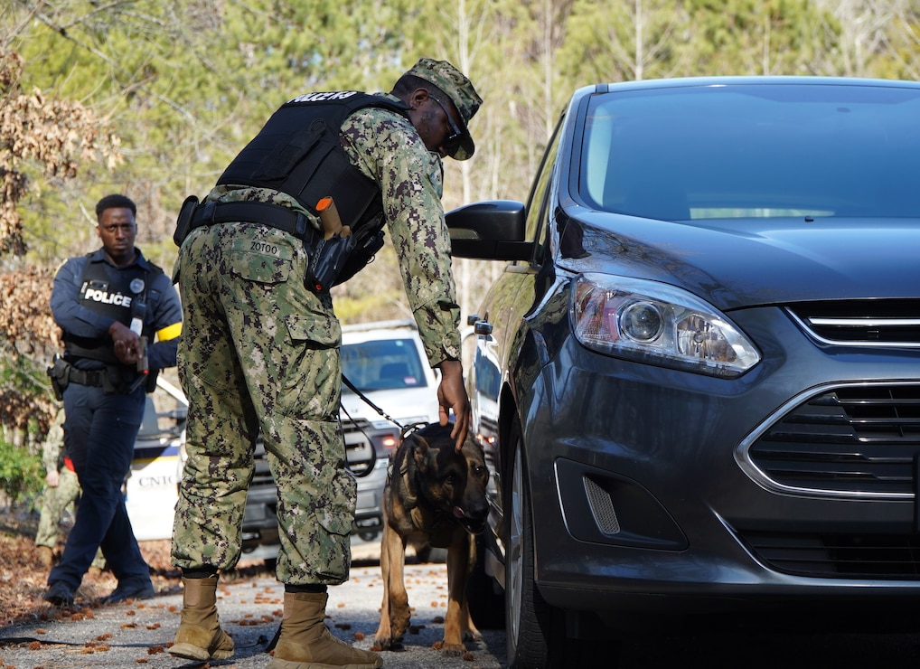 Williamsburg, Va. (February 4, 2025) A K-9 Team assigned to Naval Weapons Station Yorktown’s Security Department searches a suspect vehicle onboard Cheatham Annex as part of a slate of security exercises related to the annual Exercise Citadel Shield- Solid Curtain 2025. (U.S. Navy Photo by Max Lonzanida/Released).