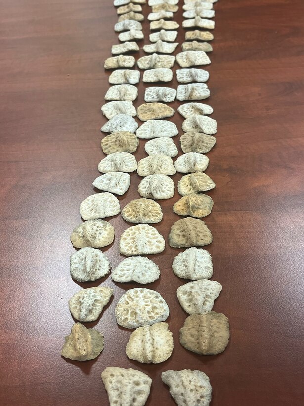 Elyssa Mendez, a park ranger with the U.S. Army Corps of Engineers, Fort Worth District’s Proctor Lake, has found several alligator scutum during her travels throughout the wildlife management areas that surround the lake. The scute is a bony external plate overlaid with horn that makes up the bumps that travel along the back of an alligator.