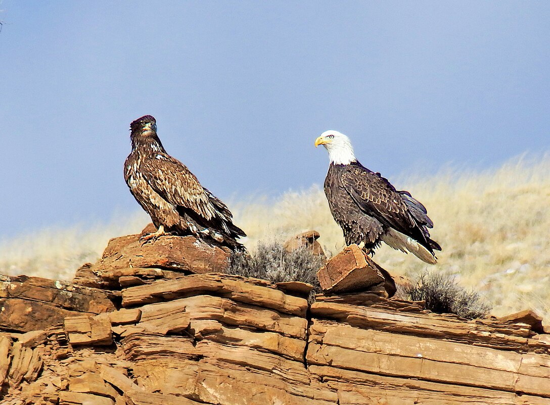 Two of the 17 total eagles spotted during the Abiquiu Lake eagle watch, Jan. 11, 2025.