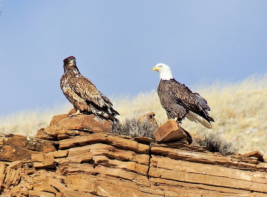 Two of the 17 total eagles spotted during the Abiquiu Lake eagle watch, Jan. 11, 2025.