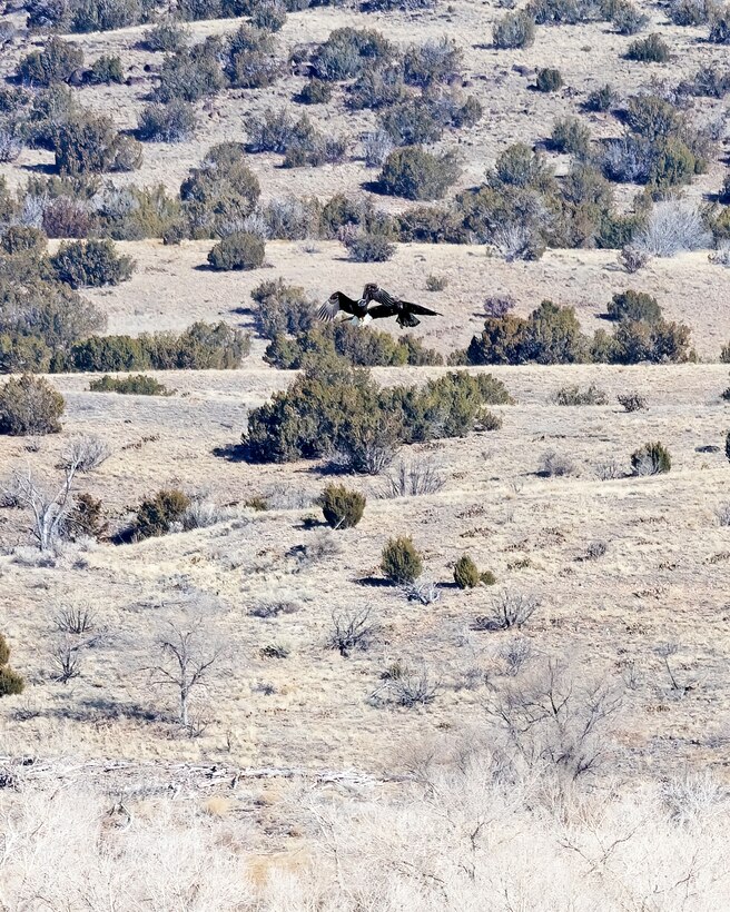 Two of the eagles counted during the Cochiti Lake eagle watch are seen flying near the lake, Jan. 11, 2025.