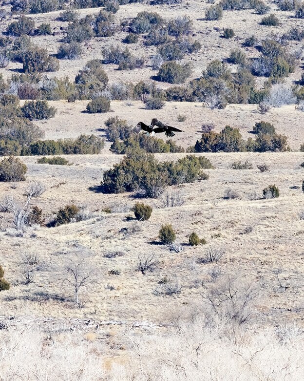 Two of the eagles counted during the Cochiti Lake eagle watch are seen flying near the lake, Jan. 11, 2025.