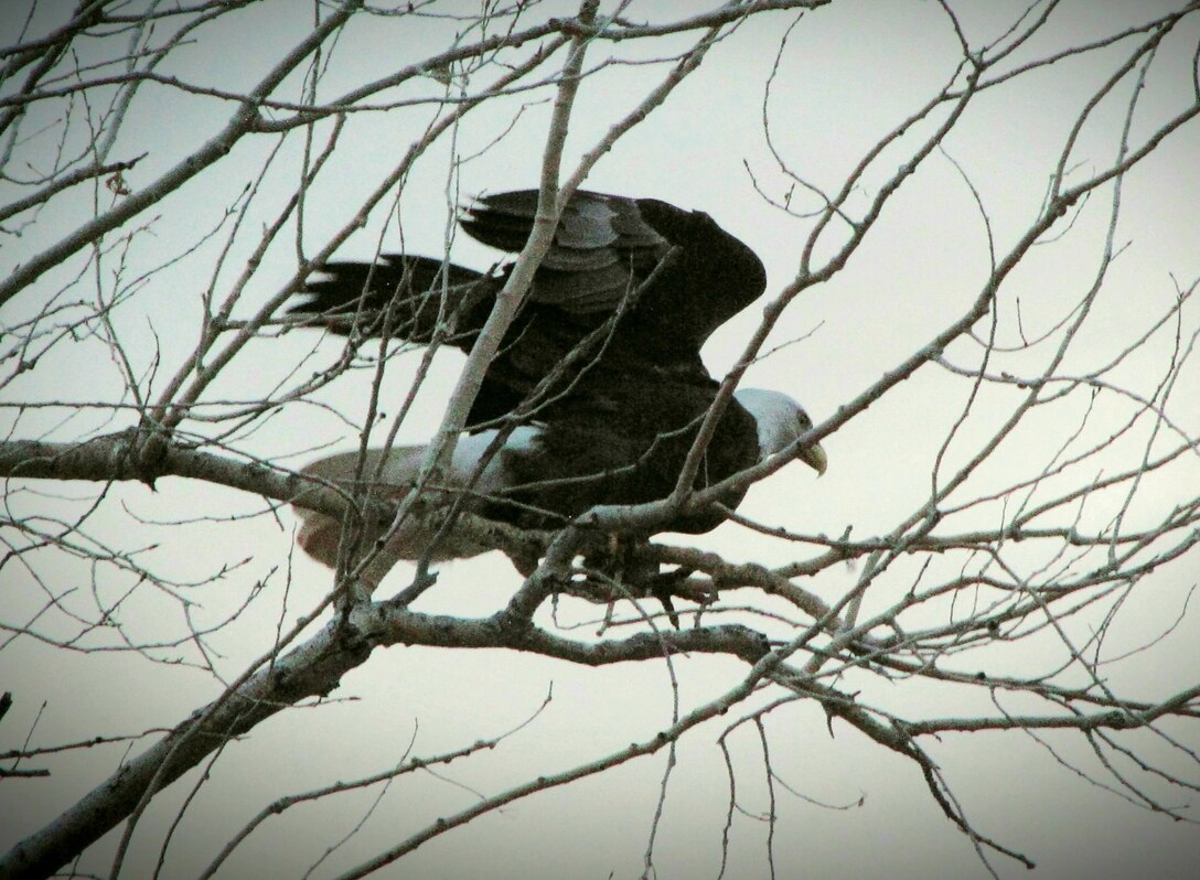 One of the eagles counted during the eagle watch event at Santa Rosa Lake, N.M., Jan. 15, 2025, perches in a tree at the lake. USACE staff and volunteers spotted a total of four bald eagles during the event: three immature bald eagles and one mature bald eagle.