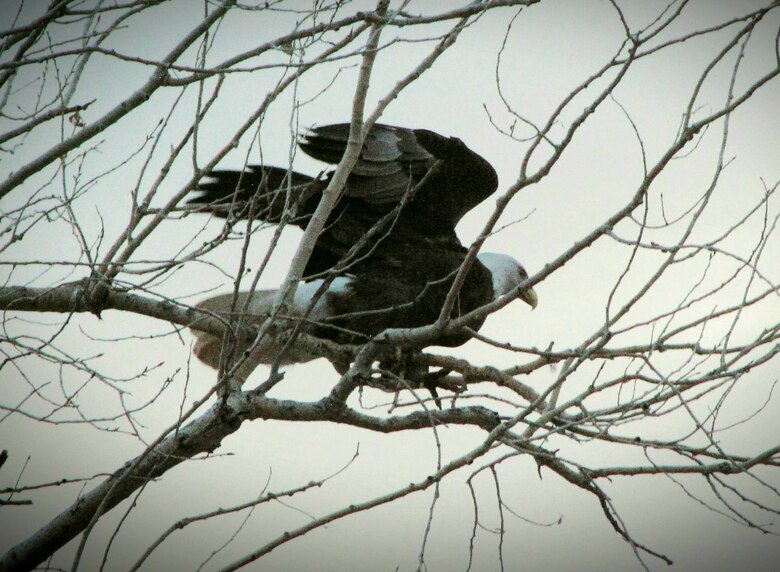 One of the eagles counted during the eagle watch event at Santa Rosa Lake, N.M., Jan. 15, 2025, perches in a tree at the lake. USACE staff and volunteers spotted a total of four bald eagles during the event: three immature bald eagles and one mature bald eagle.