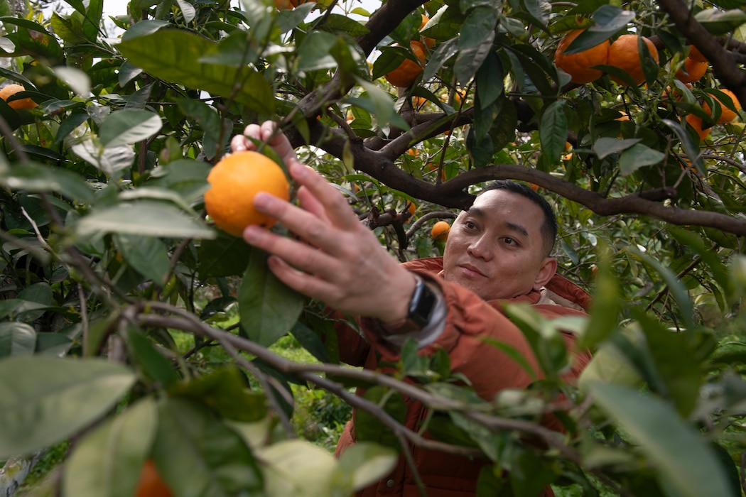 Logistics Specialist 1st Class Perrylee Herrera , assigned to Naval Supply Systems Command Fleet Logistics Center Sigonella, Site Souda Bay, picks oranges during a volunteer community service project on Feb. 10, 2025.