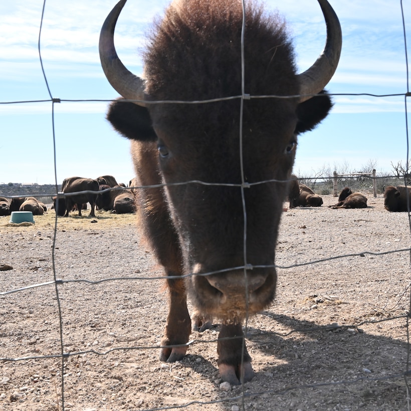 The San Angelo State Park hosts one of two bison herds within the Texas state park system. The herd of 19 calls the south banks of the U.S. Army Corps of Engineers, Fort Worth District’s O.C. Fisher Dam and Lake home.