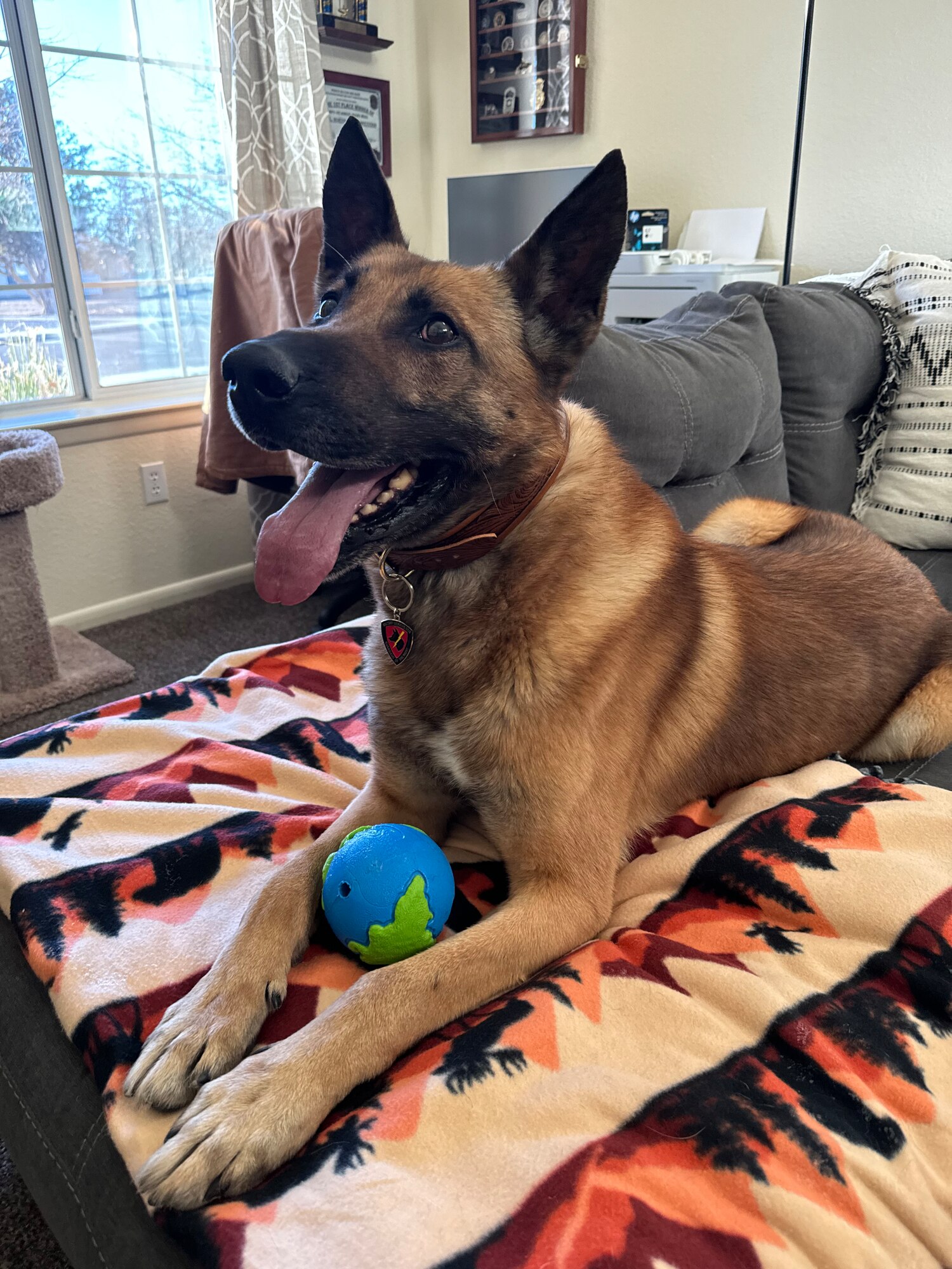 Retired Military Working Dog Bob resting at home with his toy.