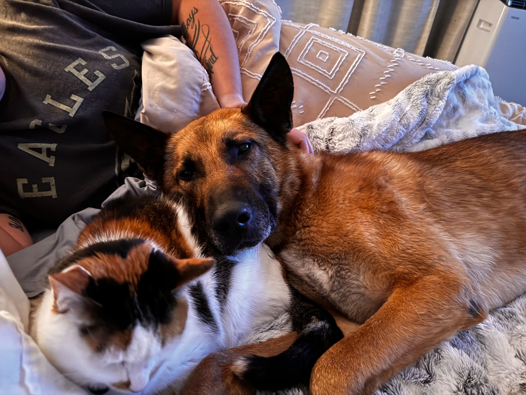 Retired Military Working Dog Bob snuggles up in his new home with his new cat sibling.
