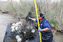 Obed Contreras-Sosa, of the U.S. Army Corps of Engineers (USACE) Galveston District (SWG) adds another crab trap to the stack on the shore of Old River, near Wallisville, Texas, February 22, 2024.

Environmental conservation and natural resource management are key components of the Galveston District’s mission. These are exemplified in SWG’s Wallisville Lake Project. The project serves a variety of purposes, including: fish and wildlife preservation; salinity control via saltwater barriers; fresh water supply for the Houston area; and navigation for commercial and recreational boating.