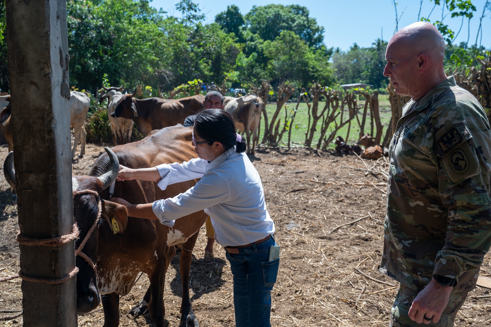 A representative from the Ministry of Agriculture administers an ivermectin treatment to livestock near Ahuachapan, El Salvador, Feb. 19. This initiative aims to curb the spread of vector-borne illnesses that threaten animal and human populations. (U.S. Air Force photo)