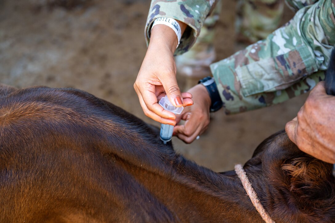 A U.S. military member provide an ivermectin treatment to livestock near Ahuachapan, El Salvador, Feb. 19. This initiative aims to curb the spread of vector-borne illnesses that threaten animal and human populations. (U.S. Air Force photo)
