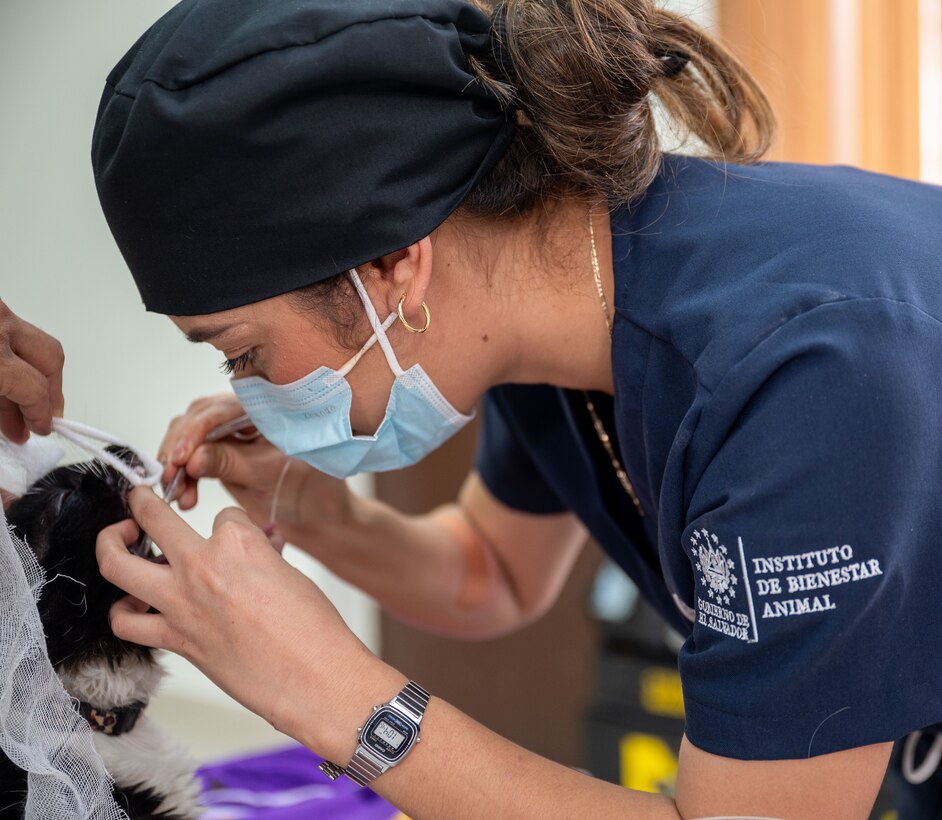 A member of the Instituto de Bienestar Animal veterinarian team provides medical treatment to a patient during a JTF-Bravo led VETRETE in Ahuachapan, El Salvador, Feb. 19. The VETRETE provided U.S. military personnel with valuable experience in austere environments while simultaneously addressing the significant issue of animal overpopulation in El Salvador. (U.S. Air Force photo)