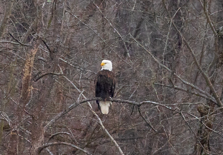 A bald eagle spotted at Shenango River Lake.