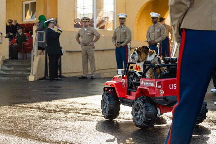U.S. Marine Corps Lance Cpl. Bruno, the Marine Corps Recruit Depot San Diego and Western Recruiting Region mascot, arrives to the graduation ceremony of Fox Company, 2nd Recruit Training Battalion, MCRD San Diego, California, Dec. 20, 2024. This ceremony marked the end of a 13-week transformation process that included training in drill, marksmanship, basic combat skills, and Marine Corps customs and traditions. (U.S. Marine Corps photo by Lance Cpl. Eric Valerio)