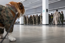 U.S. Marine Corps Lance Cpl. Bruno, the Marine Corps Recruit Depot San Diego, Western Recruiting Region mascot, waits to greet Marines and recruits with Special Training Company for operation happy holiday at MCRD San Diego, California, Dec. 16, 2024. The Mascot’s job is to boost morale, participate in outreach work and attend events and ceremonies. Marine Corps Community Services, MCRD San Diego, hosted operation happy holiday to spread holiday cheer to recruits and Marines who will be away from family for the holiday season. (U.S. Marine Corps photo by Cpl. Sarah M. Grawcock)