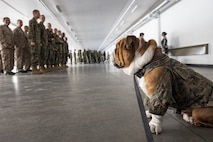 U.S. Marine Corps Lance Cpl. Bruno, the Marine Corps Recruit Depot San Diego, Western Recruiting Region mascot, waits to greet Marines and recruits with Special Training Company for operation happy holiday at MCRD San Diego, California, Dec. 16, 2024. The Mascot’s job is to boost morale, participate in outreach work and attend events and ceremonies.  Marine Corps Community Services, MCRD San Diego, hosted operation happy holiday to spread holiday cheer to recruits and Marines who will be away from family for the holiday season. (U.S. Marine Corps photo by Cpl. Sarah M. Grawcock)