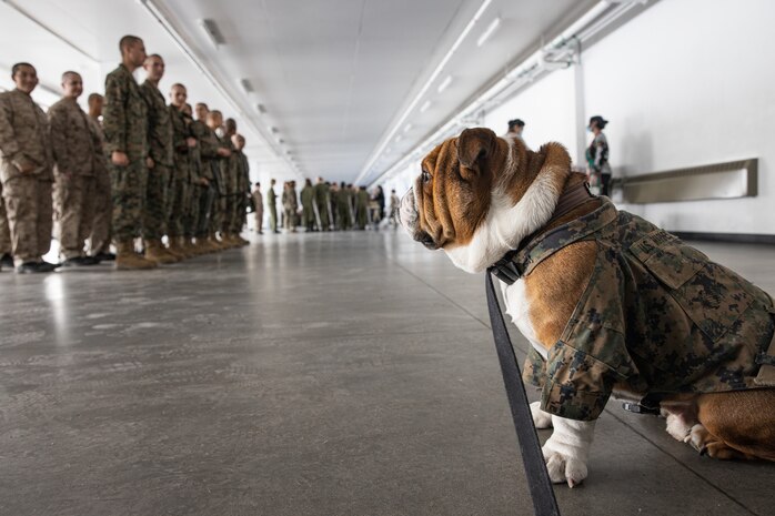 U.S. Marine Corps Lance Cpl. Bruno, the Marine Corps Recruit Depot San Diego, Western Recruiting Region mascot, waits to greet Marines and recruits with Special Training Company for operation happy holiday at MCRD San Diego, California, Dec. 16, 2024. The Mascot’s job is to boost morale, participate in outreach work and attend events and ceremonies.  Marine Corps Community Services, MCRD San Diego, hosted operation happy holiday to spread holiday cheer to recruits and Marines who will be away from family for the holiday season. (U.S. Marine Corps photo by Cpl. Sarah M. Grawcock)