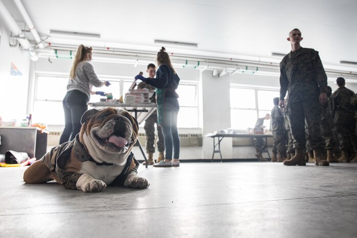 U.S. Marine Corps Lance Cpl. Bruno, the Marine Corps Recruit Depot San Diego, Western Recruiting Region mascot, waits to greet Marines and recruits with Special Training Company for operation happy holiday at MCRD San Diego, California, Dec. 16, 2024. The Mascot’s job is to boost morale, participate in outreach work and attend events and ceremonies.  Marine Corps Community Services, MCRD San Diego, hosted operation happy holiday to spread holiday cheer to recruits and Marines who will be away from family for the holiday season. (U.S. Marine Corps photo by Cpl. Sarah M. Grawcock)
