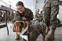 U.S. Marine Corps Lance Cpl. Bruno, the Marine Corps Recruit Depot San Diego, Western Recruiting Region mascot, greets Marines and recruits with Special Training Company for operation happy holiday at MCRD San Diego, California, Dec. 16, 2024. The Mascot’s job is to boost morale, participate in outreach work and attend events and ceremonies.  Marine Corps Community Services, MCRD San Diego, hosted operation happy holiday to spread holiday cheer to recruits and Marines who will be away from family for the holiday season. (U.S. Marine Corps photo by Cpl. Sarah M. Grawcock)